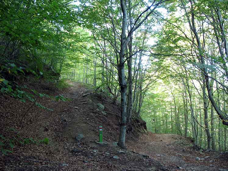 Camí pel bosc