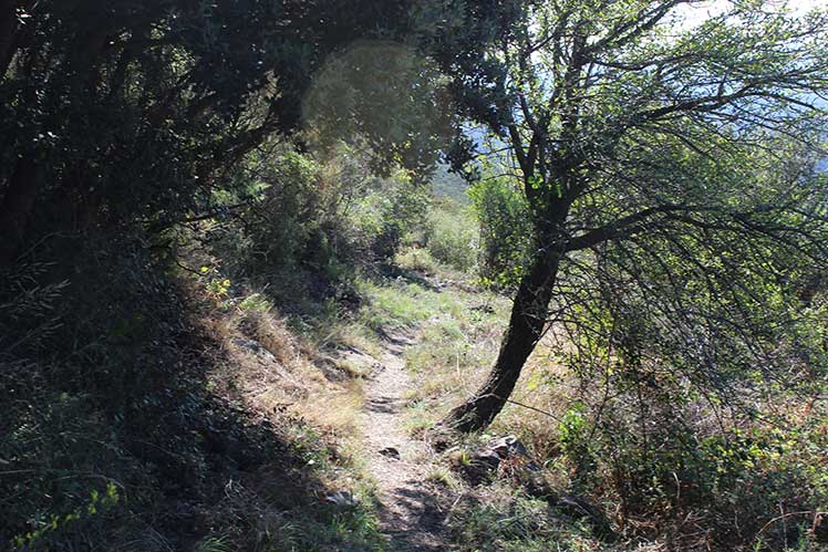 Camí de baixada
